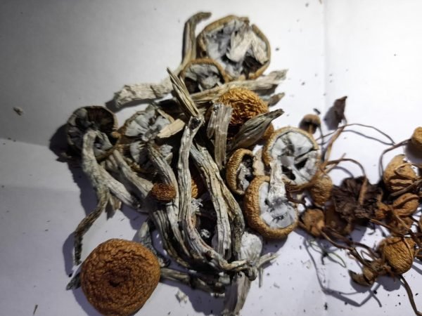 Golden Teacher Magic Mushrooms UK