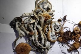 buy amazonian mushrooms for sale in uk