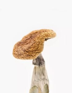 Golden Teacher Magic Mushrooms