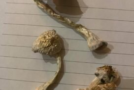 buy magic mushrooms online uk, alacabenzi magic mushrooms