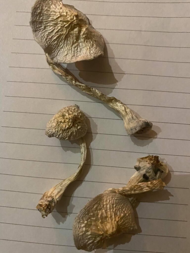 buy magic mushrooms online uk, alacabenzi magic mushrooms