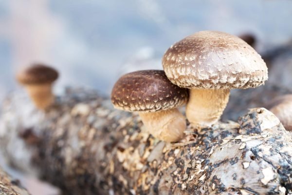 Shiitake 10ml (Liquid Culture)