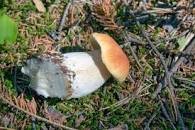 Boletus aereus porcini