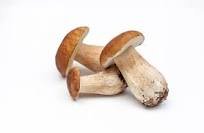 Boletus edulis porcini mushrooms