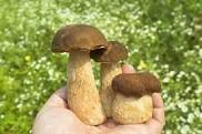 Boletus reticulatus