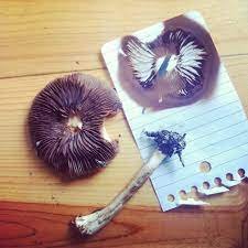 magic mushroom spores uk