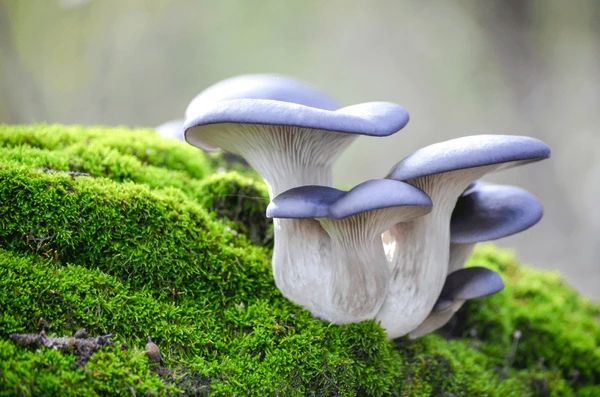 buy blue oyster mushrooms uk