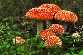 buy fly agaric mushrooms in the uk