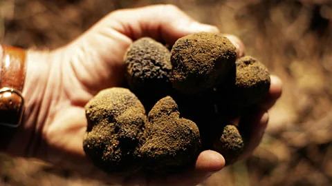 buy mushrocks truffles for sale in uk